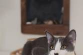Кот необычного окраса стал звездой интернета. ФОТО