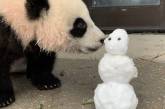 Сеть насмешила реакция панды на снег. ВИДЕО