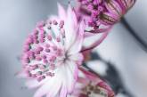Красота цветов на снимках Элисон Стэйт. ФОТО