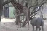 Настырный носорог получил в нос от жирафа