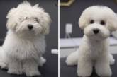 Фотографии "до и после", показывающие, как преображаются милые пёсики после посещения грумера. ФОТО