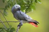 В британском зоопарке расселили пятерых попугаев, которые научили друг друга материться и ругались на посетителей