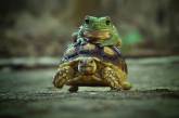 Лягушка прокатилась на спине черепахи. ФОТО