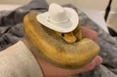 Змеи в шляпах — такие очаровашки! ФОТО