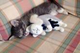 Котику приятнее засыпать с плюшевой игрушкой. ФОТО