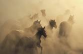 Красота и изящество лошадей на фотографиях. ФОТО