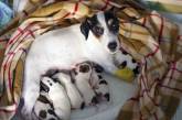 Милые мамы-собаки и их очаровательные щенята. ФОТО