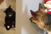 Снимки о непростых отношениях между кошками и собаками. ФОТО