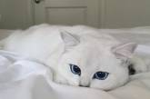 Белый кот Коби с очаровательными глазами. ФОТО