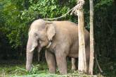 Слон узнал мужчину, спасшего его 12 лет назад. ФОТО