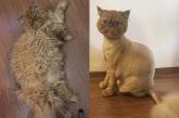 18 подстриженных котов, которые явно недовольны своей новой прической. ФОТО