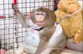 Толстую обезьяну отправили в "лагерь похудения". ВИДЕО