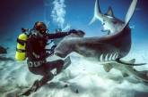 Удивительные снимки с акулами от голливудского фотографа. ФОТО