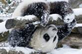 Панда бурно обрадовалась выпавшему снегу