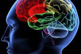 Строение головного мозга пересмотрено впервые за 100 лет