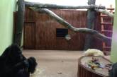 Как Хайден Панеттьери помогла киевской гориле переехать в новый дом (фото)
