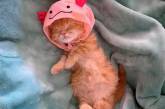 Фото «ладошечных» котяток, которые воруют сердца людей