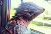 Собаки любят прокатиться с ветерком. ФОТО