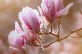 Красивые снимки цветов от Таши Тайдель. ФОТО