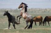 Самые красивые породы лошадей в мире. ФОТО