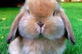 Снимки милейших кроликов, которых вам захочется срочно потискать (ФОТО)