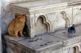 Коты в укрытиях (ФОТО)