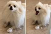 Реакция пса на мытье лап уморила соцсети (ФОТО, ВИДЕО)