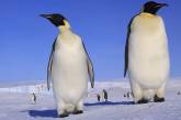 Ученые нашли пингвинов с ростом 2 метра
