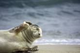 Морской котик стесняется фотографа и ее камеры (ФОТО)