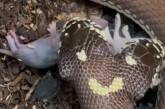 В США двуглавая змея глотала мышат (ВИДЕО)