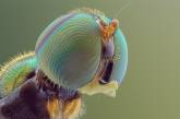 Удивительные насекомые на макрофотографиях (ФОТО)