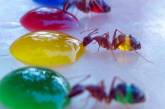 Очень красиво: что будет, если напоить муравьев цветным сиропом. ФОТО
