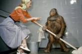 Орангутана научили мыть пол в своей клетке в зоопарке. ФОТО