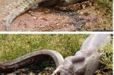 Змея поедает крокодила. ФОТО