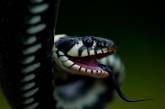 Потрясающие портреты змей (ФОТО)