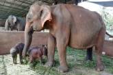 На Шри-Ланке впервые за 80 лет родились слоны-близнецы (ВИДЕО)