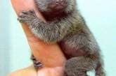 Мармозетка - самая маленькая обезьянка, размер которой - около 12см. ФОТО