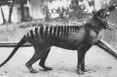 Последний из вымершего вида тасманийский волк был сфотографирован в 1933 г. ФОТО