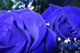 Синие розы на самом деле существуют. ФОТО