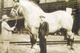 Самая большая в мире лошадь. ФОТО