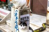 Коты на пустых улицах Стамбула (ФОТО)