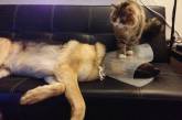 Милые коты и собаки в медицинских конусах (ФОТО)
