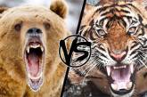 Тигр против медведя: поединок могучих хищников стал хитом интернета (ВИДЕО)