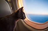 В Судане агрессивный кот вынудил пилотов посадить самолет