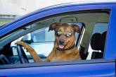 В Канаде собака умудрилась угнать авто и устроить ДТП (ФОТО)