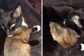 Сеть покорила кошка, подружившаяся с крысой (ВИДЕО)
