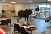 В Канаде лось зашел в класс и сорвал урок биологии (ВИДЕО)