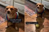 «И так каждый раз»: охраняющая картошку собака рассмешила Интернет ( ВИДЕО) 