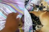 Сеть умилил котик, спящий под одеялом в обнимку с щенком (ВИДЕО)