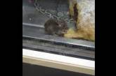 В Киеве в витрине с выпечкой заметили мышь (ВИДЕО)